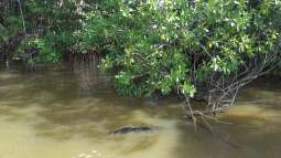 Live aus den Biotopen--- Jamaika