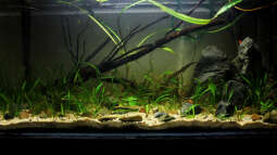 Ich will auch Aquarium, oder "Keine Angst vorm Einrichten"