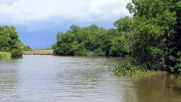 Live aus den Biotopen--- der Black River auf Jamaika