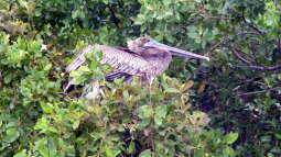 Live aus den Biotopen--- der Black River auf Jamaika