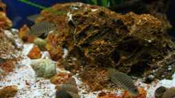 Breite Streifen mit blauen Augen , der Neolamprologus similis !