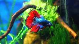 Kurze Flossen aus Asien, Der Betta splendens Plakat!