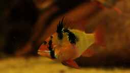 Ein schöner Schmetterling im Aqua !