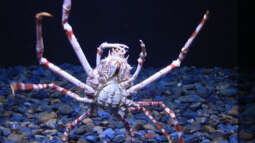 Aus den Aquarien der Welt , Fakten und Eindrücke über das Ozeanum Lissabon