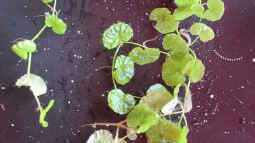 Brasilianischer Wassernabel-Hydrocotyle leucocephala 