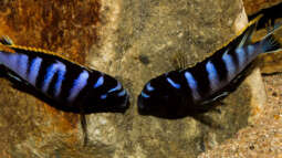 .. als Mann braucht man ein Zuhause