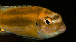 ..von "jung zu alt" .. wenn Fische adult werden ...