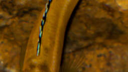 ..von "jung zu alt" .. wenn Fische adult werden ...