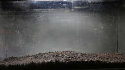 Ich will auch Aquarium, oder "der einfache Weg zu einem Biotopaquarium"