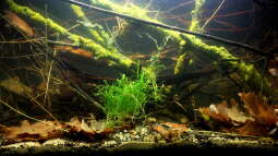 Ich will auch Aquarium, oder "der einfache Weg zu einem Biotopaquarium"