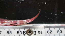 Immer noch ein Geheimtipp:Cryptorcoryne wendtii ???Mi Oya???