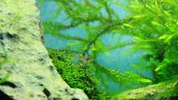 Ohne Moos nicht´s los im Aqua !!!