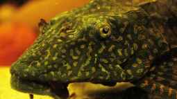 Sind Aquarien mit 54 Litern zur Haltung von Fischen wirklich Pflicht ???