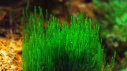 Ohne Moos nicht´s los im Aqua !!!