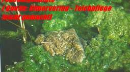 Aquarium meets Teich - Geht nicht, gibts nicht!