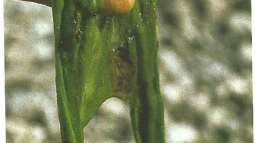 Aquarium meets Teich - Geht nicht, gibts nicht!