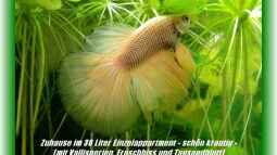 Galerieseite - ...einfach mal zum gucken