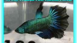 Galerieseite - ...einfach mal zum gucken