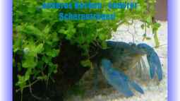 Galerieseite - ...einfach mal zum gucken