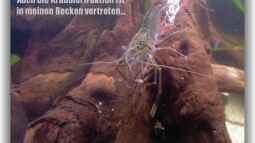 Galerieseite - ...einfach mal zum gucken