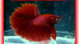 Galerieseite - ...einfach mal zum gucken