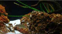 Breite Streifen mit blauen Augen , der Neolamprologus similis !