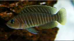 Breite Streifen mit blauen Augen , der Neolamprologus similis !