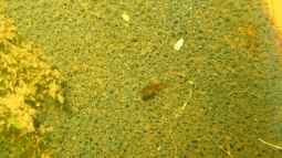 Erster Nachwuchs bei Schmucksalmlern