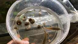 Bau eines Aquarien-Kellers, Teil VIER, Herbst/Winter 2018