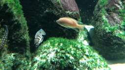 WILHELMA 4 - Zoologisch-Botanischer Garten in Stuttgart