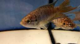 2019 ??? 150 Jahre Aquaristik, Teil 1