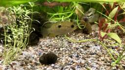 Das Aquarium im Urlaub