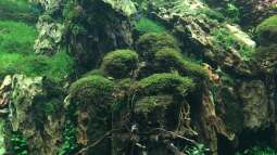 Urlaub auf Teneriffa Teil 2 ??? Das neuen ZEN Aquarium seit 2018 im Loro Parque!