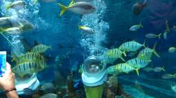 Besuch im Manila Ocean Park auf den Philippinen