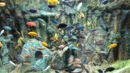 Besuch im Manila Ocean Park auf den Philippinen