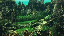 Urlaub auf Teneriffa Teil 1 ??? Das neuen ZEN Aquarium von Takashi Amano