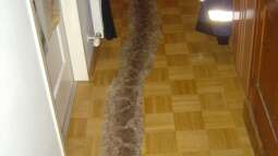 Erfahrungen mit einem Tigerpython in 22 Jahren