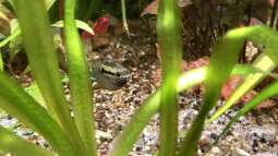 Das Aquarium im Urlaub