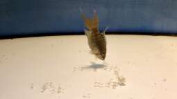 2019 ??? 150 Jahre Aquaristik, Teil 1