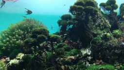 Urlaub auf Teneriffa Teil 1 – Das neuen ZEN Aquarium von Takashi Amano