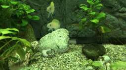 Meine Erlebnisse mit Neolamprologus caudopunctatus