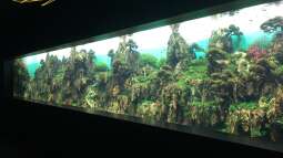 Urlaub auf Teneriffa Teil 1 ??? Das neuen ZEN Aquarium von Takashi Amano