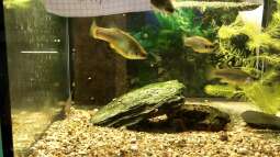 Die Goodeid Working Group - die GWG