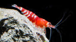 Besuch bei Garnelaxia und Matthias Jesenko