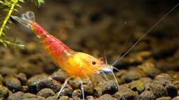 Besuch bei Garnelaxia und Matthias Jesenko