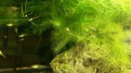 Welcher Sinn steckt hinter einem Verbot von Wildfängen?