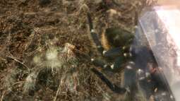 Die Häutung meiner Vogelspinne