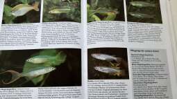 Orientierung in der Aquaristik - Fisch-Arten 1/2
