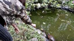 Teichhaltung von Nordamerikanischen Sumpfschildkröten in unseren Breitengraden (D-A-CH)