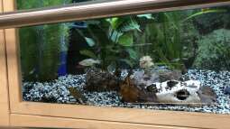 Bau eines Aquarien-Kellers, Teil ELF, Winter 2019/2020 Teil eins